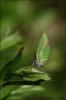 Green Hairstreak