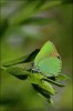 Green Hairstreak