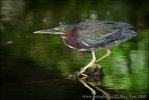 Green Heron