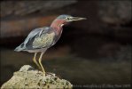 Green Heron