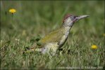 Green Woodpecker