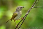 Grey-backed Bleating Warbler