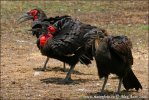 Ground Hornbill