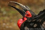 Ground Hornbill