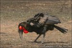 Ground Hornbill