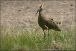 Hammerkop