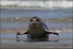 Harbor Seal