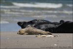 Harbor Seal