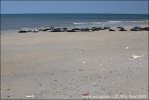 Harbor Seal