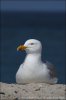 Herring Gull