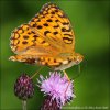 High Brown Fritillary