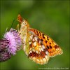 High Brown Fritillary