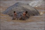 Hippopotamus amphibius