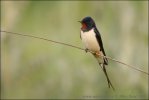 Hirundo rustica