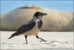 Hooded Crow