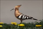 Hoopoe