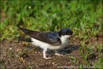 House Martin