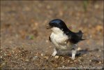 House Martin