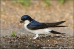 House Martin