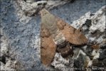 Hummingbird Hawk-moth