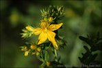 Hypericum perforatum