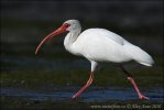 Ibis biały