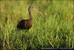 Ibis kasztanowaty