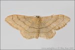 Idaea aversata