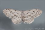 Idaea aversata