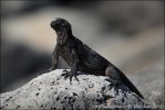 Iguana-marinha