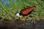 Jacana à poitrine dorée