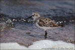 Kleine strandloper