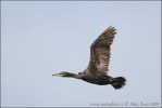 Kormoran czubaty