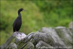 Kormoran czubaty