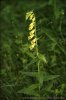 Large Yellow Foxglove