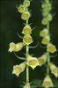 Large Yellow Foxglove