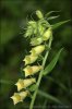 Large Yellow Foxglove