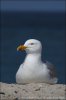 Larus argentatus