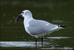 Laughing Gull