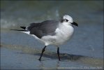 Laughing Gull