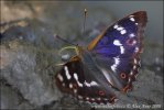 Lesser Purple Emperor