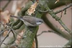 Lesser Whitethroat