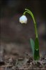 Leucojum vernum