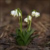 Leucojum vernum