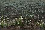 Leucojum vernum