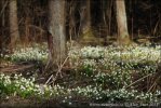 Leucojum vernum