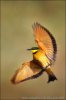 Little Bee-eater