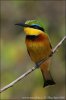 Little Bee-eater