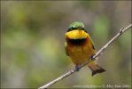 Little Bee-eater