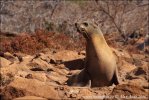 Lleó marí de les Galápagos